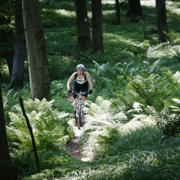 Jazda lesom na bicykli