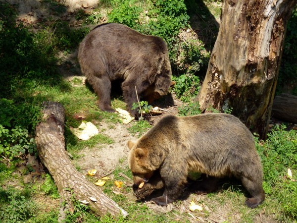 Medveď v okolí Kamenice